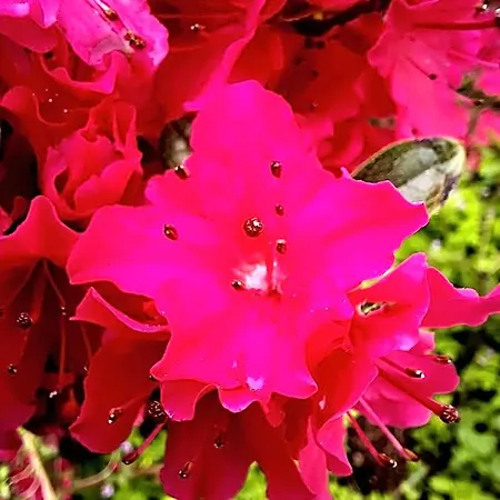 Floret Pruhonice